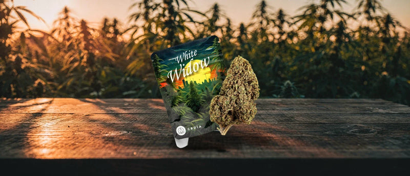 White-Widow-Beutel mit CBD-Blüte auf Holztisch vor Hanffeld im Abendlicht, White Widow Strain