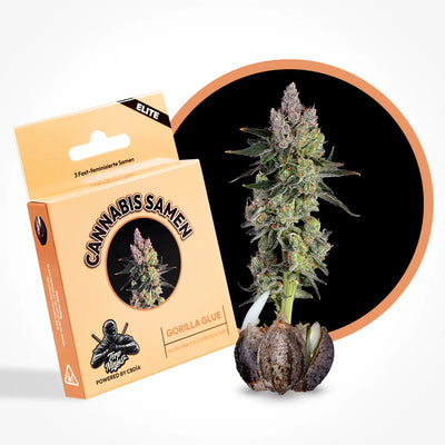 Gorilla Glue Seeds Feminized Fast