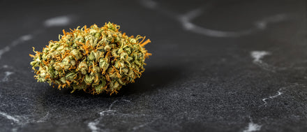 Amnesia Haze Strain: getrocknete CBD Blüte mit orangen Blütenfäden auf dunklem Stein