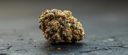 Biscotti Strain: dichte Blüte mit violetten Blattspitzen und orangen Härchen