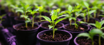 Cannabis Sämlinge pflegen: junge Hanfsämlinge mit ersten Blättern in kleinen Töpfen unter LED-Licht