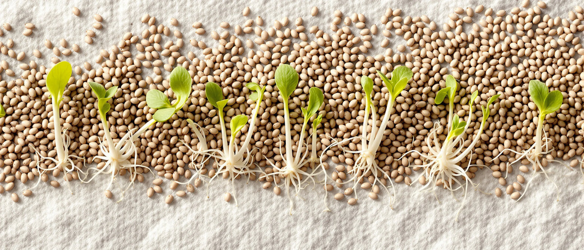 Cannabis Samen keimen: Hanfsamen mit weißen Keimwurzeln und Keimblättern auf Papiertuch