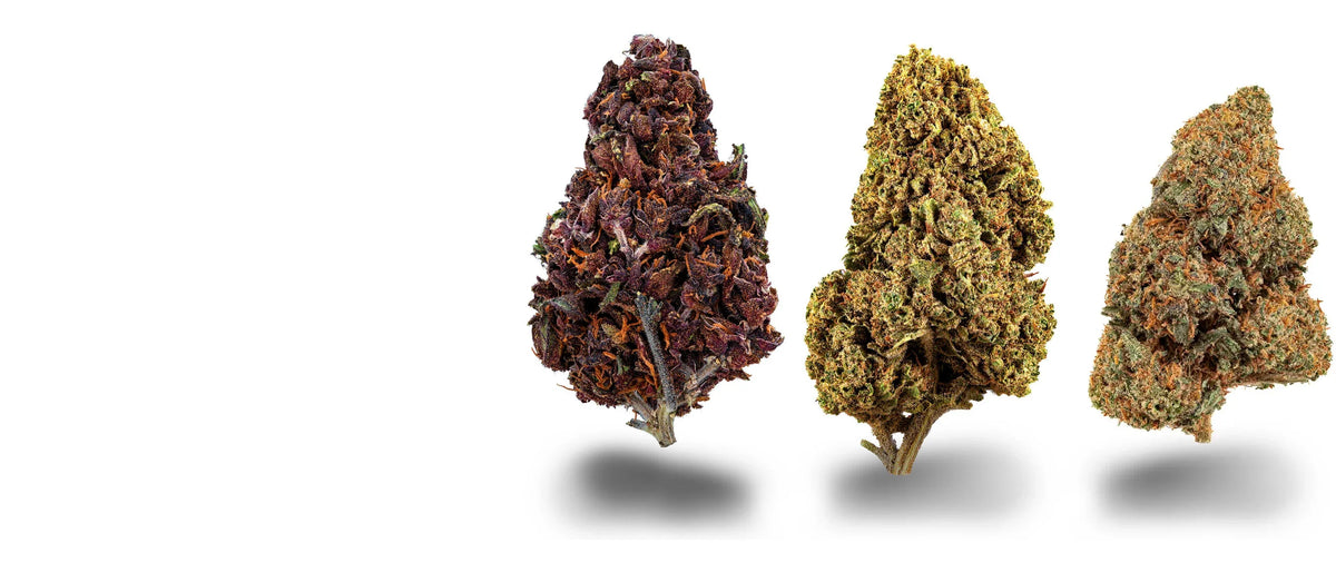 Drei CBD-Blüten verschiedener Cannabis Sorten nebeneinander, violett, hellgrün und orangegrün