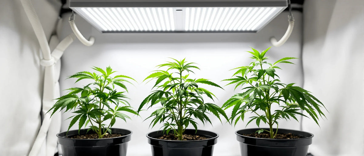 Drei junge Hanfpflanzen in schwarzen Töpfen unter LED-Lampe im Growzelt, Cannabis Wachstumsphase