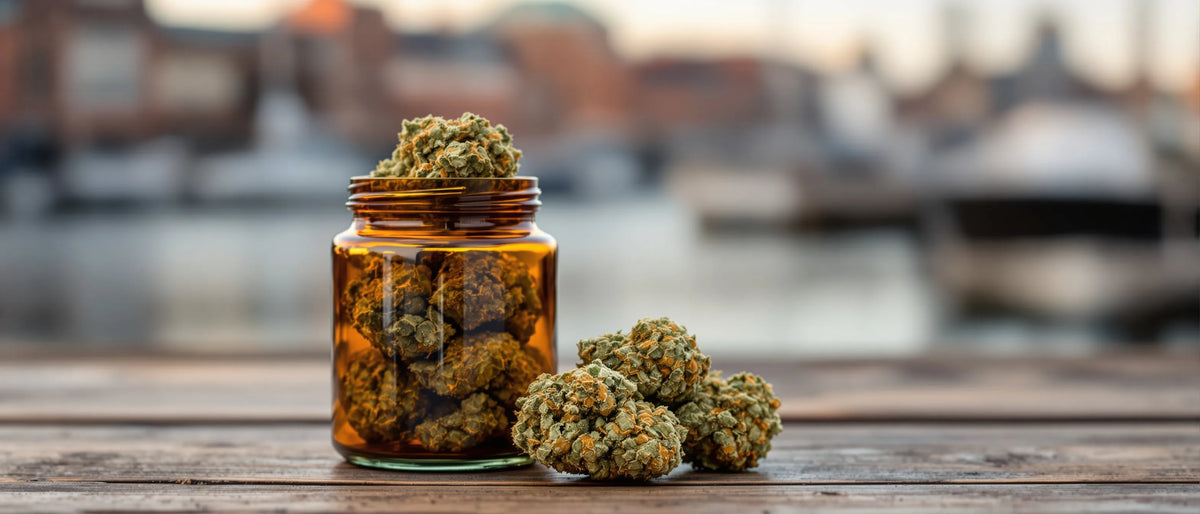 CBD Blüten im Glas am Hafen – CBD Shops in Bremen