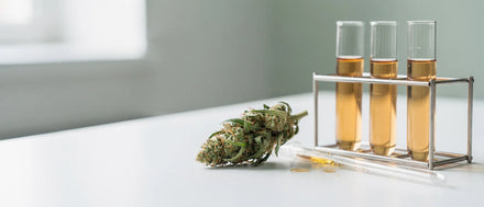 Getrocknete CBD Blüte neben Reagenzgläsern mit Extrakt im Labor