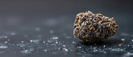 Frozen Black Cherry Strain: dunkelviolette Blüte mit frostigem Trichombesatz