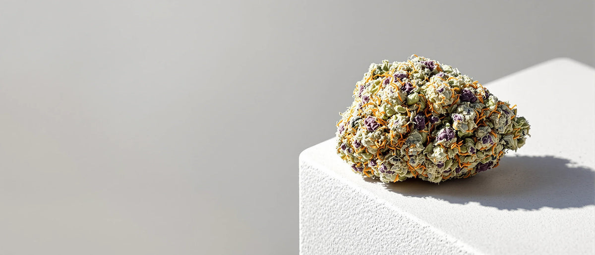 Dichte Blüte mit violetten Kelchen und weißen Trichomen auf hellem Stein, Gelato Strain