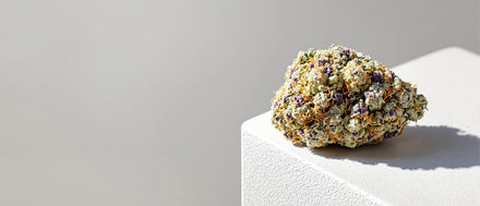 Dichte Blüte mit violetten Kelchen und weißen Trichomen auf hellem Stein, Gelato Strain