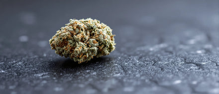 Gorilla Glue Strain: stark harzige Blüte mit weißen Trichomen und orangen Fäden