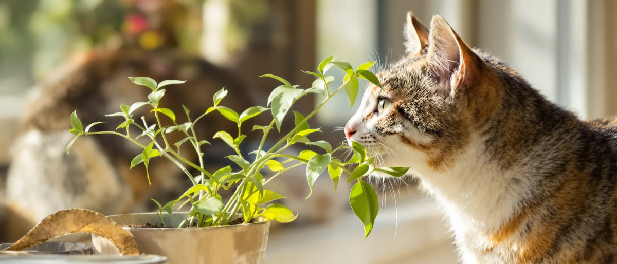 Katze schnuppert an einer Topfpflanze auf einer sonnigen Fensterbank