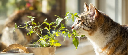 Katze schnuppert an einer Topfpflanze auf einer sonnigen Fensterbank