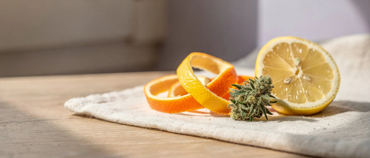 Orangen- und Zitronenschale mit einer halben Zitrone neben einer getrockneten Hanfblüte