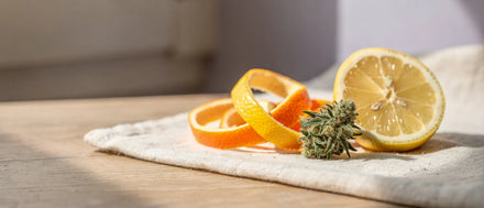 Orangen- und Zitronenschale mit einer halben Zitrone neben einer getrockneten Hanfblüte