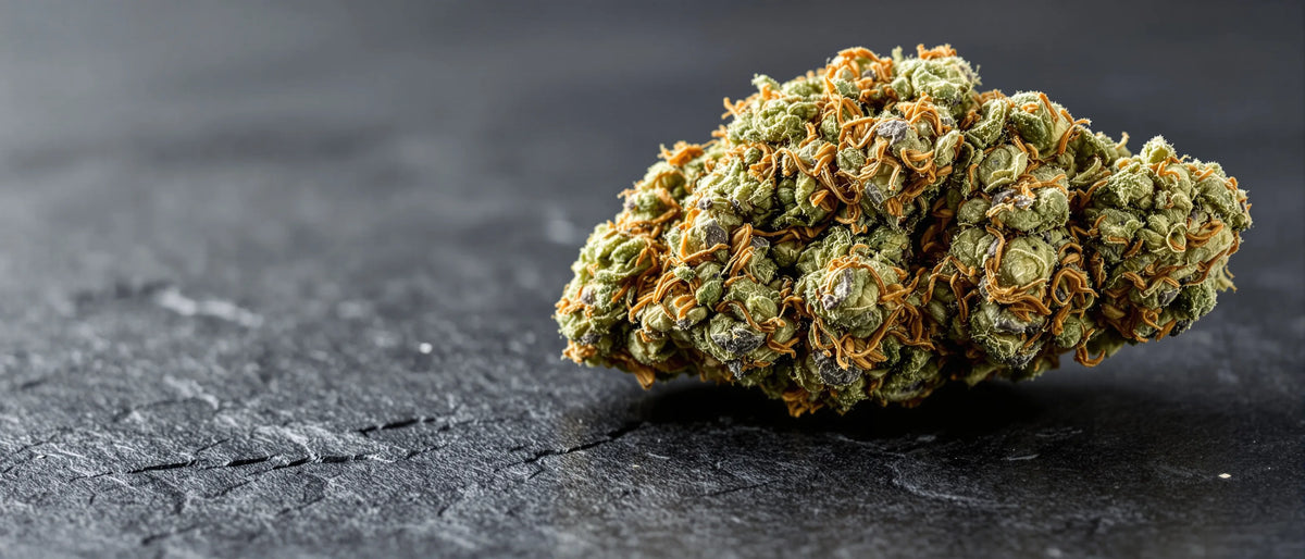 Northern Lights Strain: große Indica-Blüte mit violetten Akzenten auf Schiefer