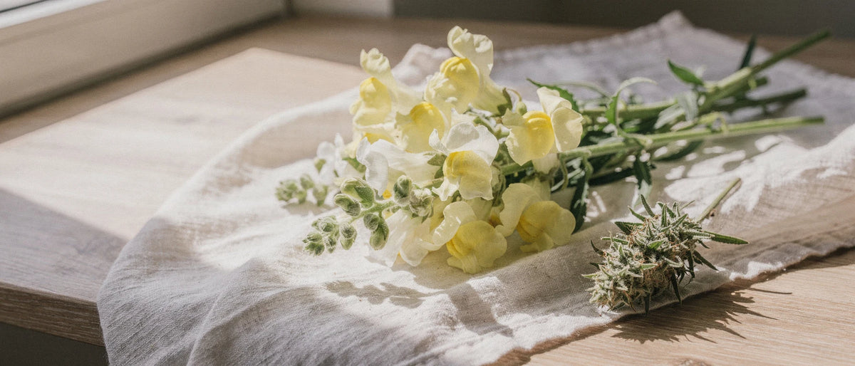 Weiße und gelbe Löwenmäulchen-Blüten neben einer getrockneten Hanfblüte auf hellem Leinen