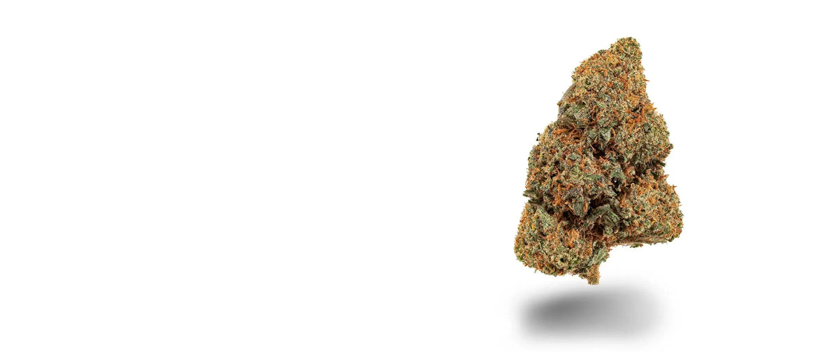 Dichte OG Kush CBC-Blüte mit orangefarbenen Stempeln auf weißem Grund, OG Kush Strain