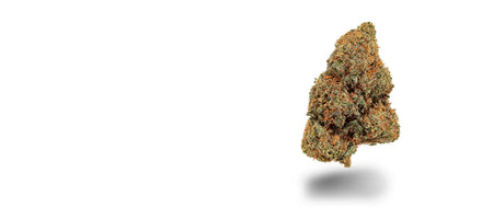 Dichte OG Kush CBC-Blüte mit orangefarbenen Stempeln auf weißem Grund, OG Kush Strain