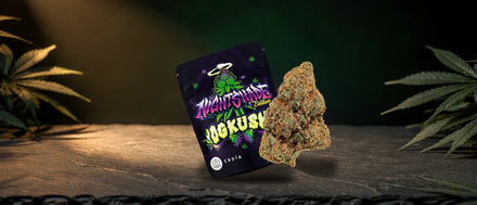 Beutel und harzige Blüte der Sorte OG Kush auf Schieferplatte im warmen Lichtkegel, OG Kush Strain