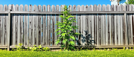 Hohe Hanfpflanze im sonnigen Garten vor einem Holzzaun, Outdoor-Cannabispflanze im Spätsommer