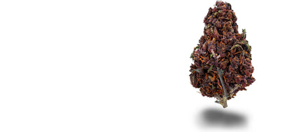 Violett gefärbte Purple Haze CBD-Blüte auf weißem Grund, Purple Haze Strain