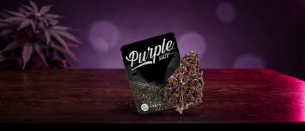 CBDÍA-Beutel Purple Haze mit violetter CBD-Blüte auf dunklem Holz in Magenta-Licht, Purple Haze Strain