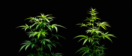 Sativa und Indica Unterschied: hohe schmalblättrige und kompakte breitblättrige Hanfpflanze nebeneinander