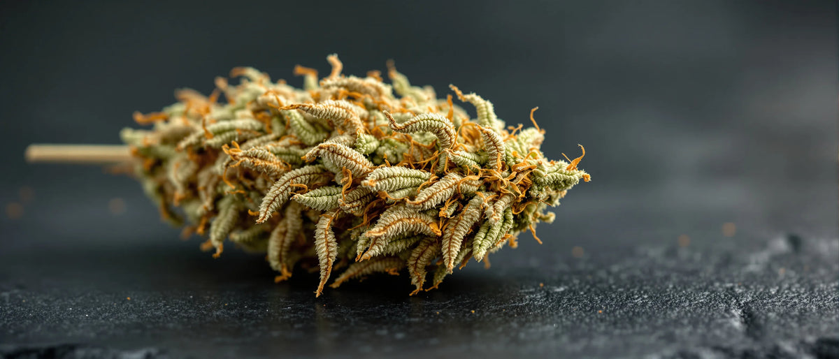 Sour Diesel Strain: langgezogene Sativa-Blüte mit hellgrünen Kelchen und orangen Fäden