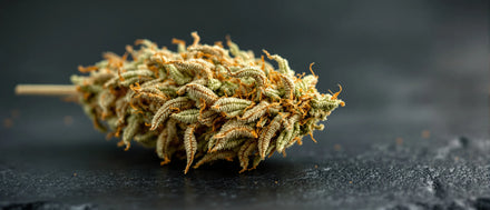 Sour Diesel Strain: langgezogene Sativa-Blüte mit hellgrünen Kelchen und orangen Fäden