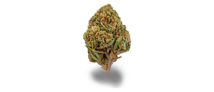 Getrocknete Hanfblüte mit dichtem Trichombesatz und orangen Blütenstempeln auf weißem Grund, Trichome
