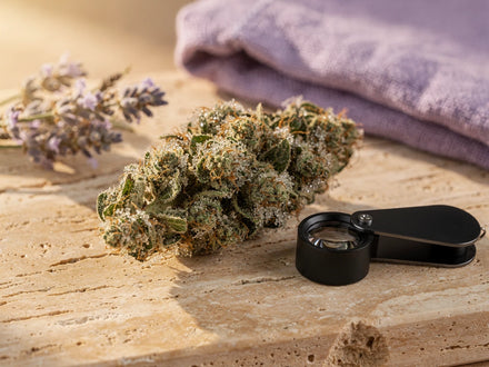Harzige Hanfblüte mit Trichomen neben einer Taschenlupe auf Travertin, Anbau-Ratgeber Trichome