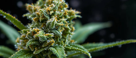 Was ist THC: Makroaufnahme einer Hanfblüte mit glänzenden Trichomen