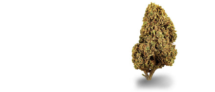 Hellgrüne, harzbedeckte White Widow CBD-Blüte auf weißem Grund, White Widow Strain