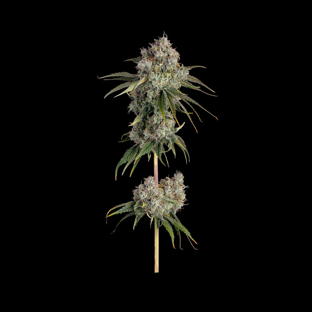 Eine ausgewachsene Pflanze von Critical Kush