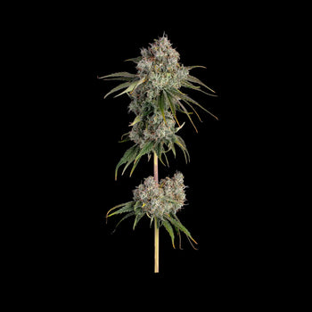 Eine ausgewachsene Pflanze von Critical Kush