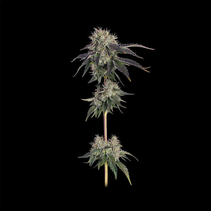 Eine ausgewachsene Pflanze von Larry OG