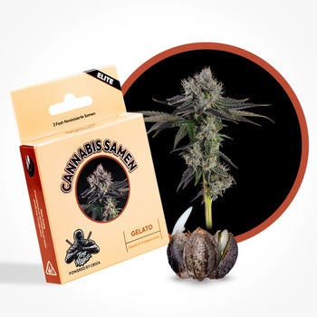 Eine Grafik zur Cannabis Sorte Gelato