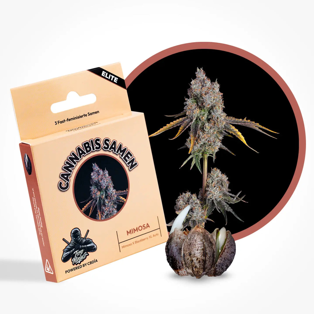 Eine Grafik zur Cannabis Sorte Mimosa