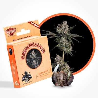 Knockout US Feminized Seeds