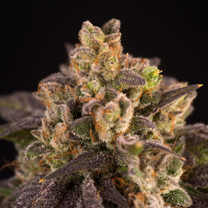 Amnesia Haze Automatik THC Samen