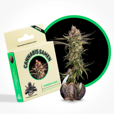 Amnesia Haze Seeds Automatic