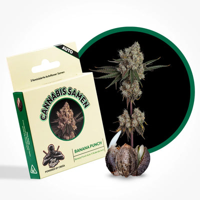 Banana Punch Seeds Automatic