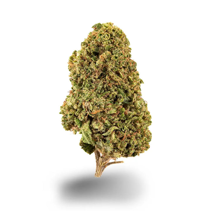 Eine Nahaufnahme der Sorte Green Pistachio