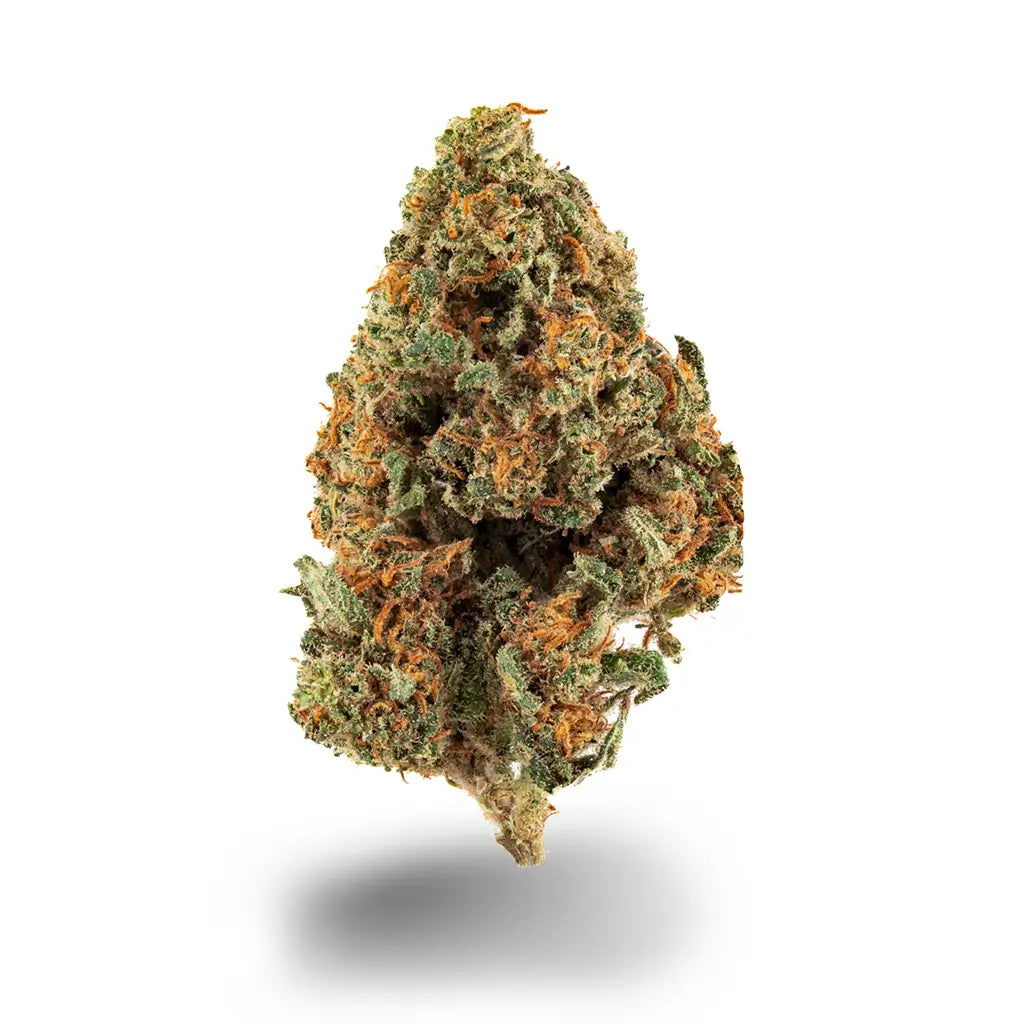 Eine Nahaufnahme der Sorte Northern Lights