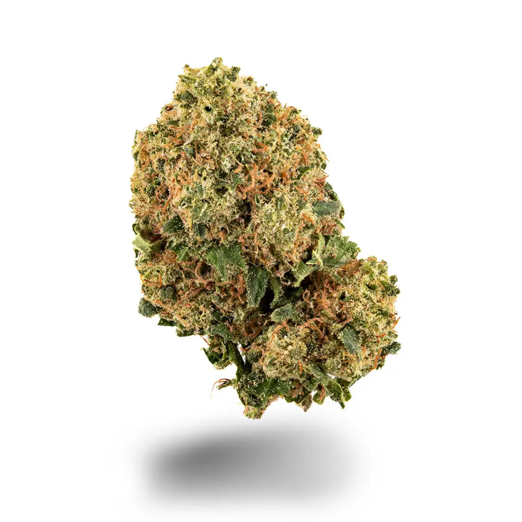 Eine Nahaufnahme der Sorte Super Skunk