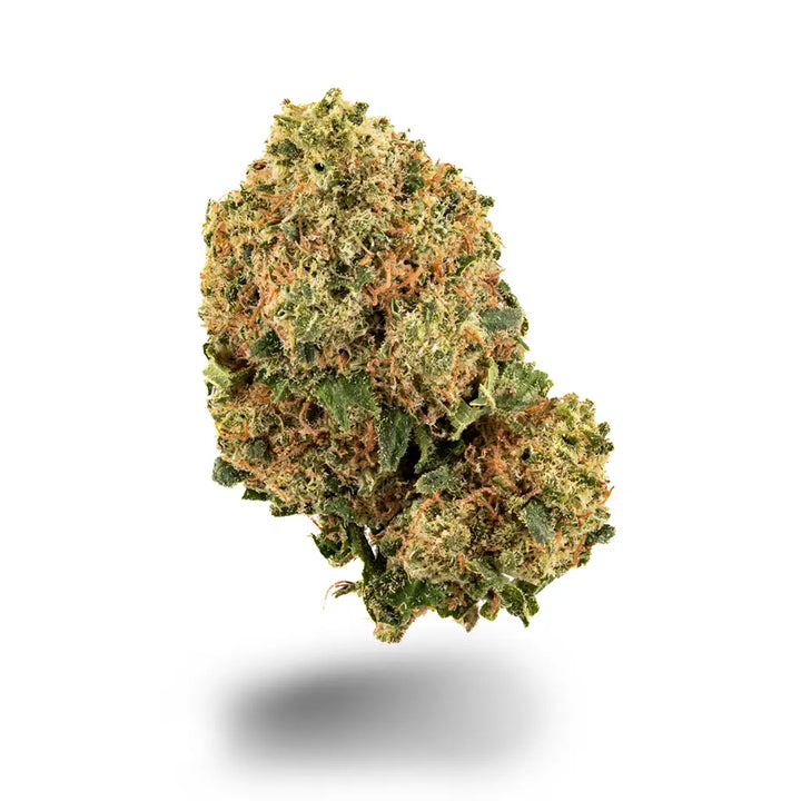 Eine Nahaufnahme der Sorte Super Skunk