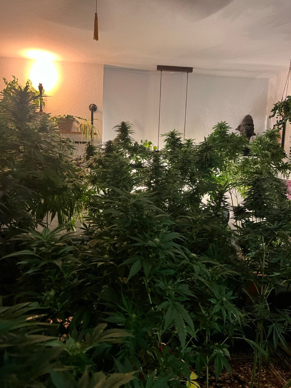 Pflanzen vom Cannabis Experten Johannes Max Harms