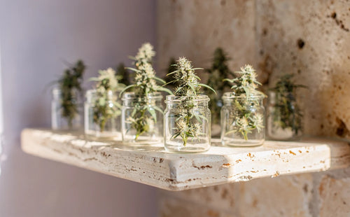Hanfblüten in kleinen Gläsern auf einem Travertinregal, CBD-Blüten und Hanf ohne THC
