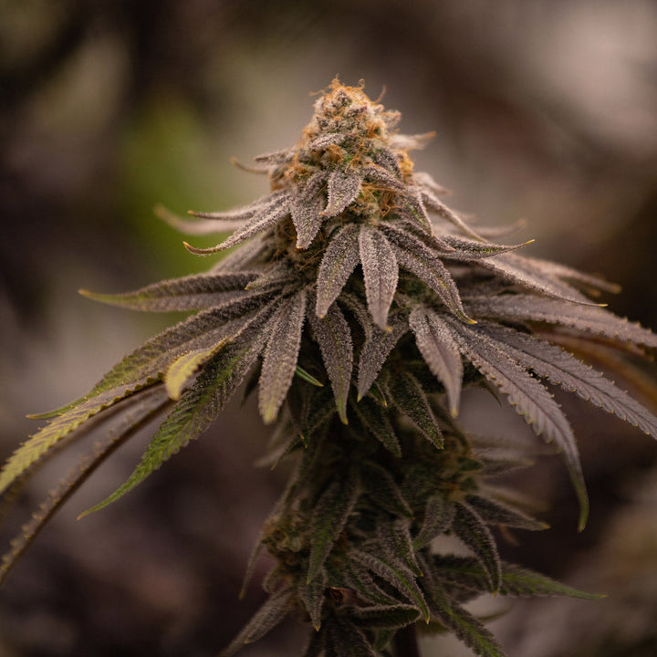 Gorilla Glue Feminisiert Fast THC Samen