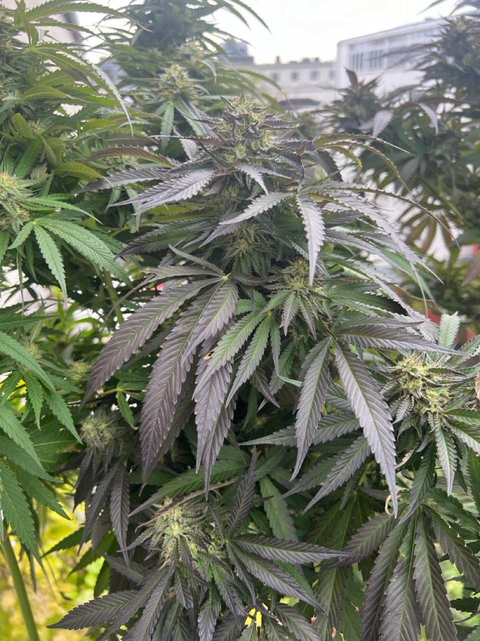 Outdoor Anbau von Cannabis